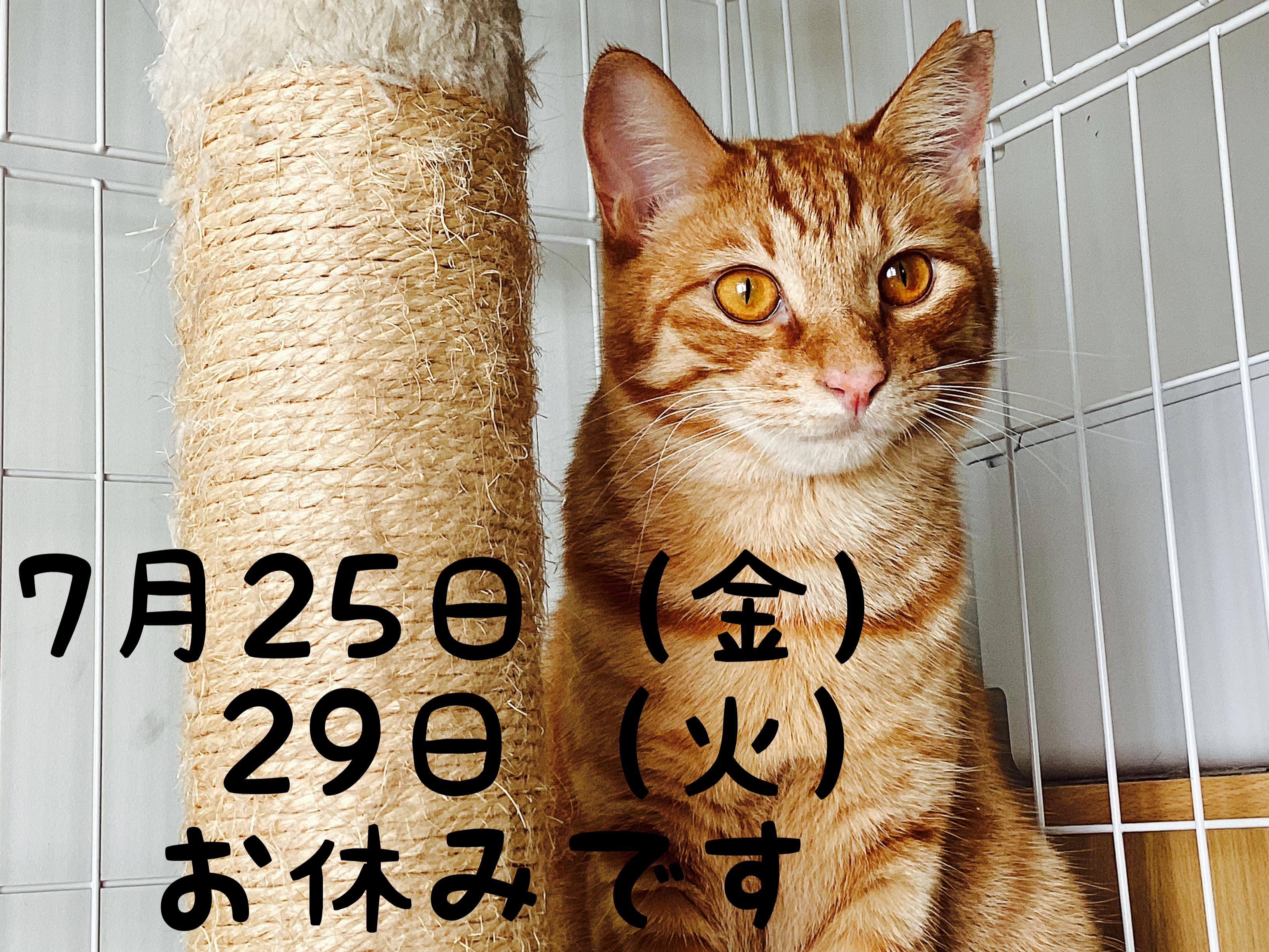 営業日についてのお知らせ（7/25・29はお休みです）