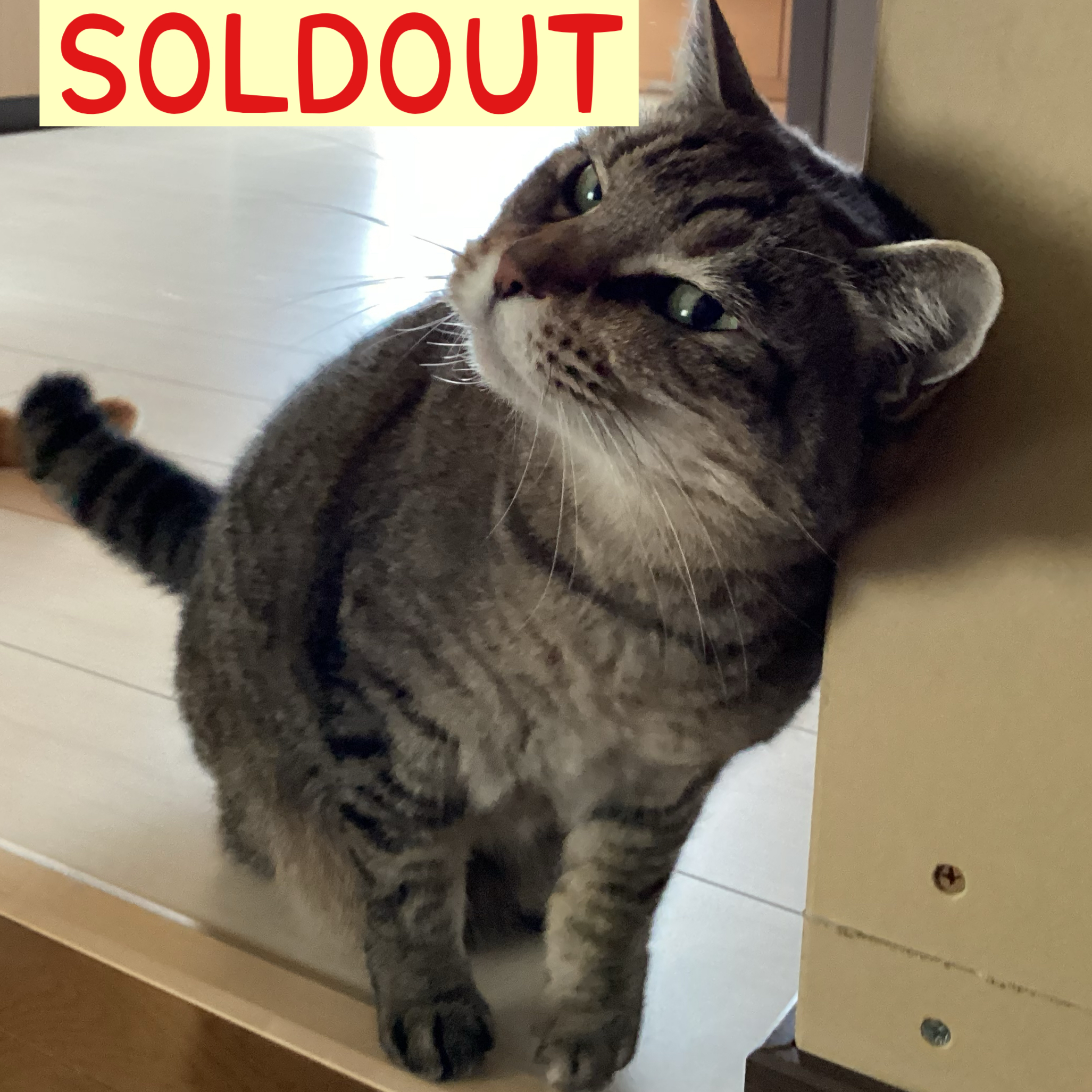 11月4日（火）12：27 完売しました