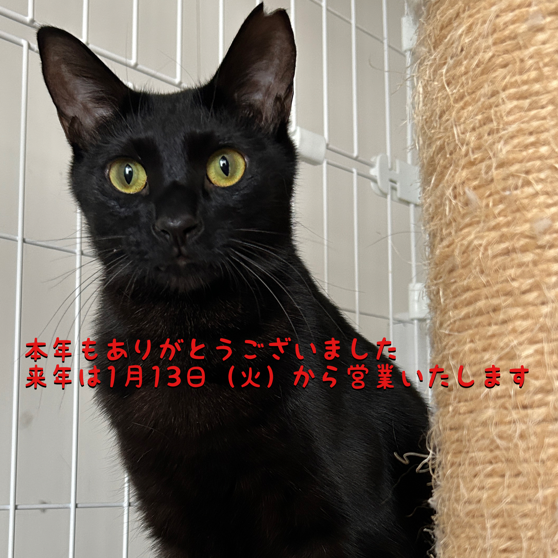 本年もありがとうございました